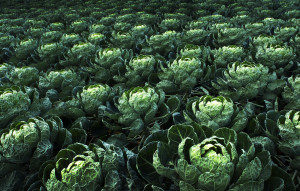 cabbage dps copy 2