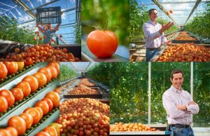 Glass houses east of England food prduction Farming