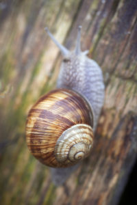 weiner schnecke snail farm7 copy