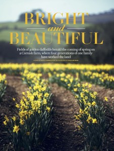 Daffodil growers_pdf_zinio_1