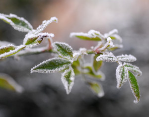 frost3