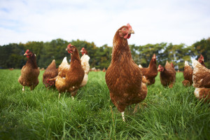 close up chicken
