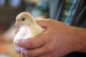 2 week old turkey chicks 15 l copy