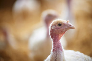 50 day old turkey inside the barn8 l copy