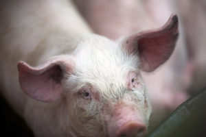 The pigs at Standleys barn23 copy