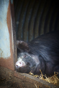 The pigs at Standleys barn33 copy
