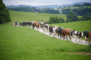 off to milking l