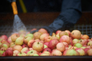 0483barrington-court-apple-day-2016-copy