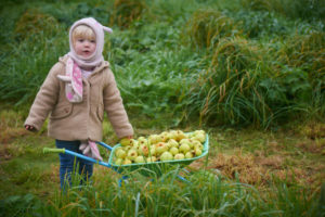 0550barrington-court-apple-day-2016-copy