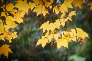 0579barrington-court-apple-day-2016-copy