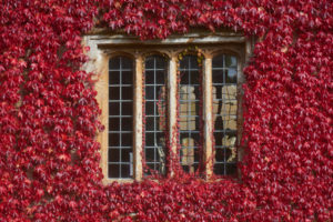 0707barrington-court-apple-day-2016-copy