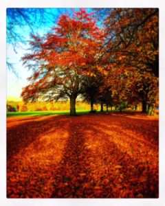 Autumn colours