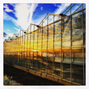 glass house