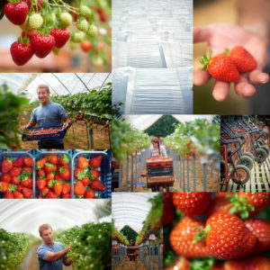Kent Summer Farming