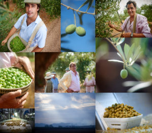 Spain Sevilla harvest farming